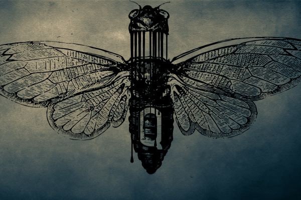 Unraveling the Code: My Journey through Cicada 3301 and the Shadows of Disinformation